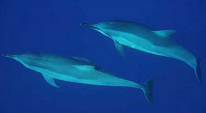 Dolphcom - Dolphin & Whale Swimming Adventures - Accommodation QLD 3