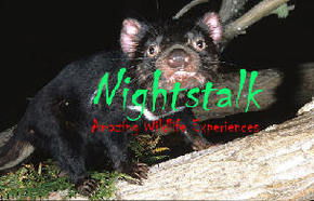 Something Wild - Accommodation QLD 1