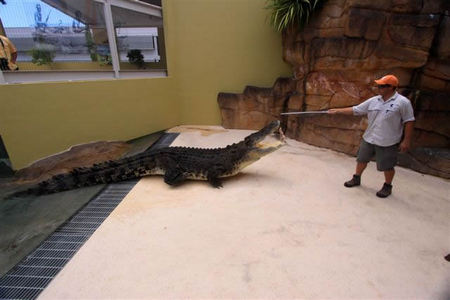 Crocosaurus Cove - Accommodation QLD 2