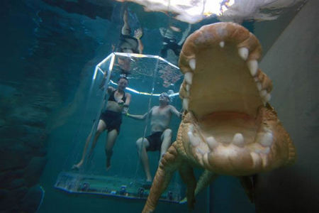 Crocosaurus Cove - Accommodation QLD 3