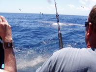 Downunder Charters - Accommodation QLD 3