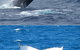 Mills Charters Fishing And Whale Watch Cruises - thumb 3