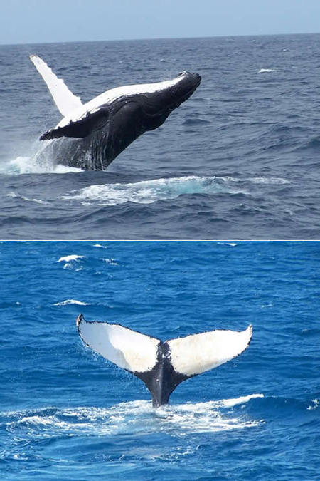 Mills Charters Fishing And Whale Watch Cruises - Accommodation QLD 3