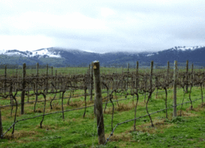 Kinloch Wines - Accommodation QLD