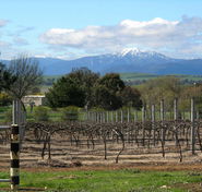 Buller View Wines - Accommodation QLD