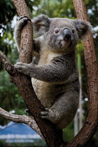 Currumbin Wildlife Sanctuary - Accommodation QLD 1