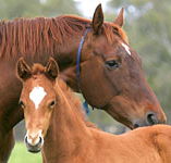 Blue Gum Farm - Accommodation QLD