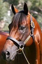 Blue Gum Farm - Accommodation QLD 2