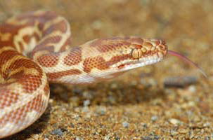 Cool Companions - Accommodation QLD 1