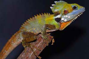 Cool Companions - Accommodation QLD 2