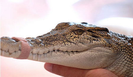 Cool Companions - Accommodation QLD 3