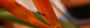 Darlinghurst NSW Accommodation QLD