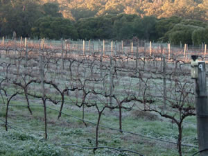Lion Mill Vineyards - Accommodation QLD 1