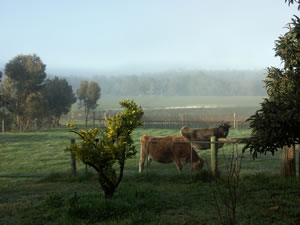Lion Mill Vineyards - Accommodation QLD 2