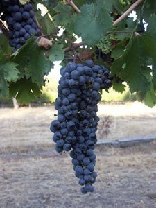 Lion Mill Vineyards - Accommodation QLD 3