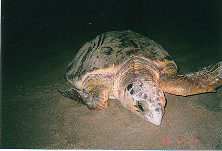 Footprints Adventures - Accommodation QLD 0