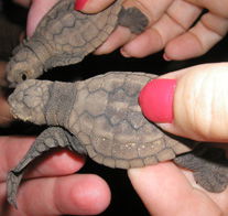 Footprints Adventures - Accommodation QLD 1