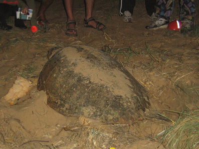 Footprints Adventures - Accommodation QLD 3