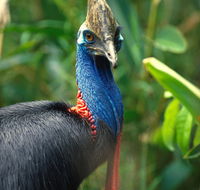 David Fleay Wildlife Park - Accommodation QLD