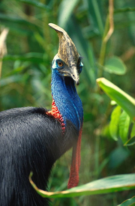 David Fleay Wildlife Park - Accommodation QLD 0