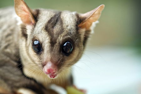 David Fleay Wildlife Park - Accommodation QLD 1