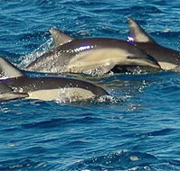 Dolphin Swim Australia - Accommodation QLD