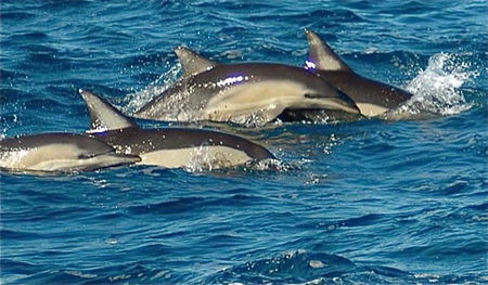 Dolphin Swim Australia - Accommodation QLD 0