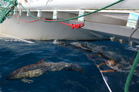 Dolphin Swim Australia - Accommodation QLD 1