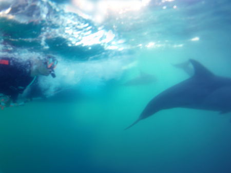 Dolphin Swim Australia - Accommodation QLD 2