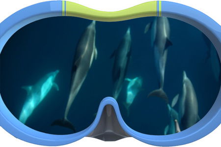 Dolphin Swim Australia - Accommodation QLD 3