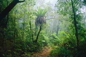 Canungra QLD Accommodation QLD
