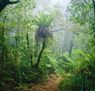 Lamington National Park and OReillys - Accommodation QLD