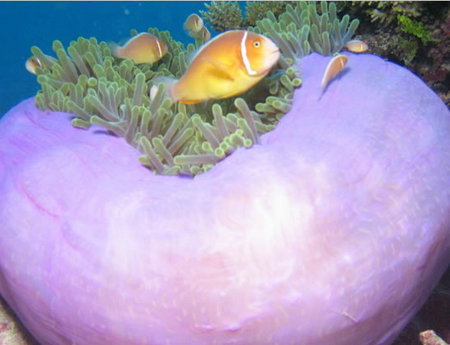 Silver Swift - Accommodation QLD 1