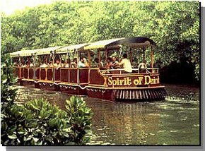 Daintree Rainforest River Trains - Accommodation QLD 0