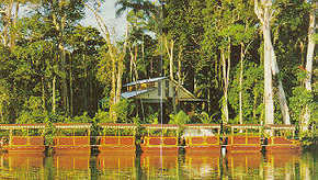 Daintree Rainforest River Trains - Accommodation QLD 3