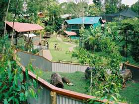 Kuranda Koala Gardens - Accommodation QLD 1