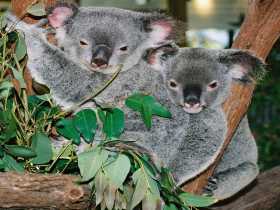 Kuranda Koala Gardens - Accommodation QLD 2