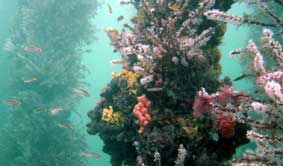 Underwater Sports Diving Centre - Accommodation QLD 2