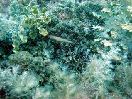 Underwater Sports Diving Centre - Accommodation QLD 3