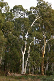 Heysen - The Cedars - Accommodation QLD 2