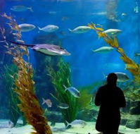 Melbourne Aquarium - Accommodation QLD