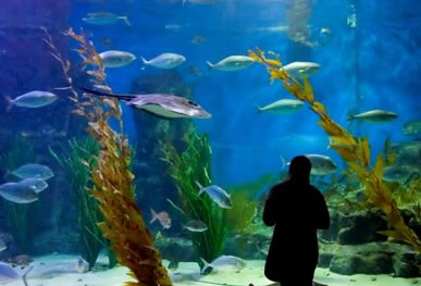 Melbourne Aquarium - Accommodation QLD 0