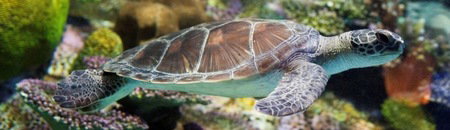 Melbourne Aquarium - Accommodation QLD 1