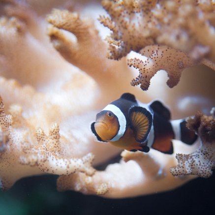 Melbourne Aquarium - Accommodation QLD 2