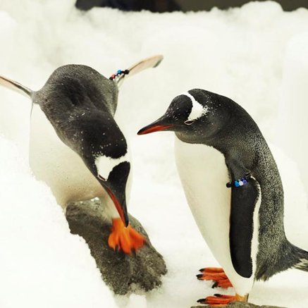 Melbourne Aquarium - Accommodation QLD 3