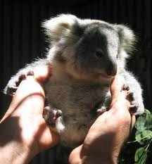 Koala Park Sanctuary - Accommodation QLD 1