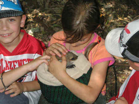 Koala Park Sanctuary - Accommodation QLD 3