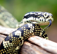 Reptile Encounters - Accommodation QLD