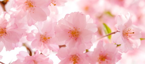 Sakura Day Spa - Accommodation QLD 1