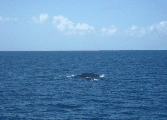 Carlo Fishing Charters - Accommodation QLD 1
